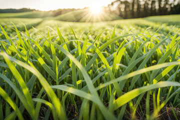 Green grass in the field landscape closeup