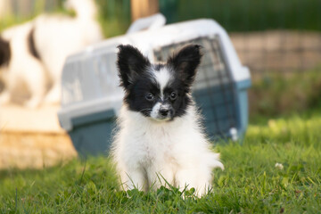 Obraz premium Small Papillon puppy dog ​​against the background of a cage, box for transportation