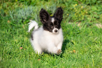 Papillon toy chihuahua dog on the grass small puppy