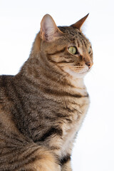 Vertical photo of cat staring at birds near window.