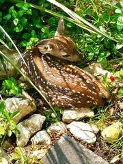 A very small newborn deer or fawn is sleeping in a nest of leaves and fauna waiting for its mother to return. 