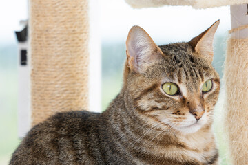 Close-up of a cat lying by the window looking away.