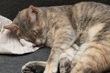 Cat sleeping on the sofa with a blanket next to her.