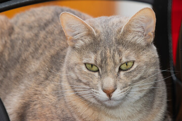 Super close-up of a cat lying on a gamer chair looking grumpy.