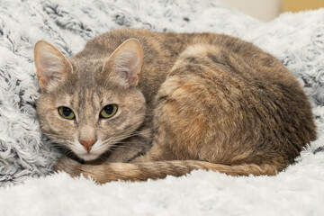 Cat lying down wondering if she's going to get out of bed.