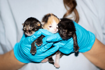 Person in blue gloves cradles three small feline kittens