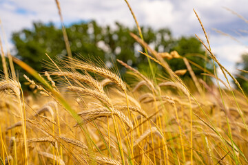 Nahaufnahme eines goldenen Weizenfeldes im Sommer mit Bäumen im Hintergrund