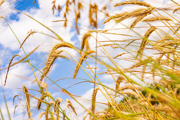 Low angle close-up of a golden wheat field in the summer with a beautiful sky