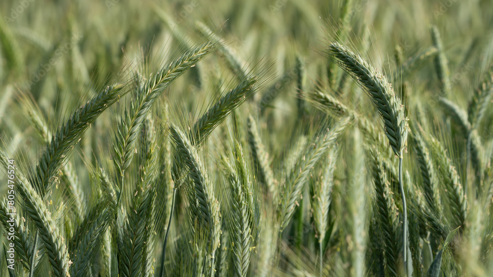 Wall mural close up of the green triticale ears in the field during the day