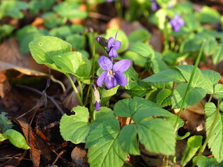 Closed up image of Wood Violet in sunshine
