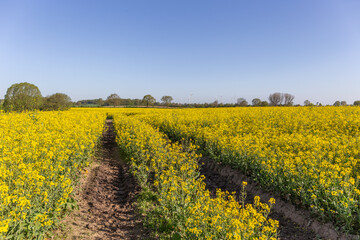 Blühendes Rapsfeld