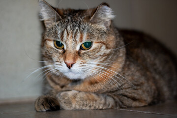 Little tricolor cat sleeping on the floor