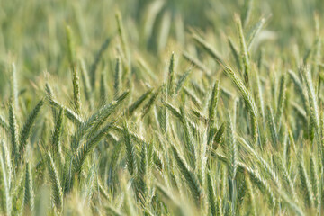 Close-up view of a green wheat field with focus on the wheat spikes in the sunlight

