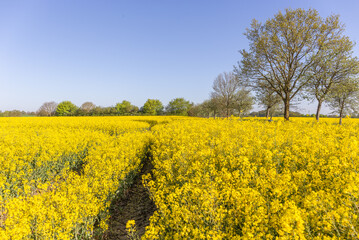 Blühendes Rapsfeld