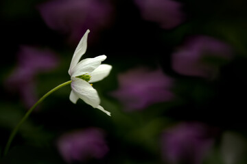 Obraz premium Wood Anemone