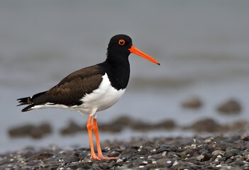 A close up of an Oystercatcher - Powered by Adobe