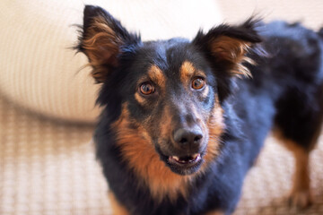Black and brown sporting group dog with whiskers and fur looking at camera