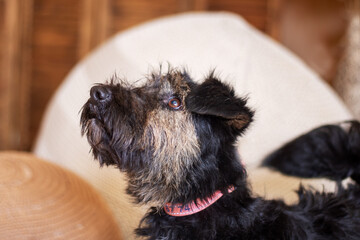 Close up of a Schnauzer, a small terrier breed, looking directly at the camera