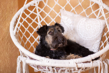 Fawn Mesh Terrier sporting dog rests in hammock, a loyal companion