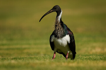 Straw-necked ibis - Threskiornis spinicollis bird of family Threskiornithidae found throughout...