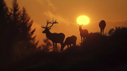 Fototapeta na wymiar deer in sunset