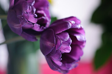 close up of a purple flower