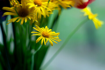 yellow flower in the garden