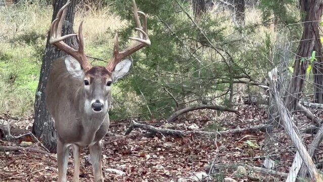 A 10-point male deer, buck, or stag stands majestically eying his forest territory while eating some corn left out for him.	