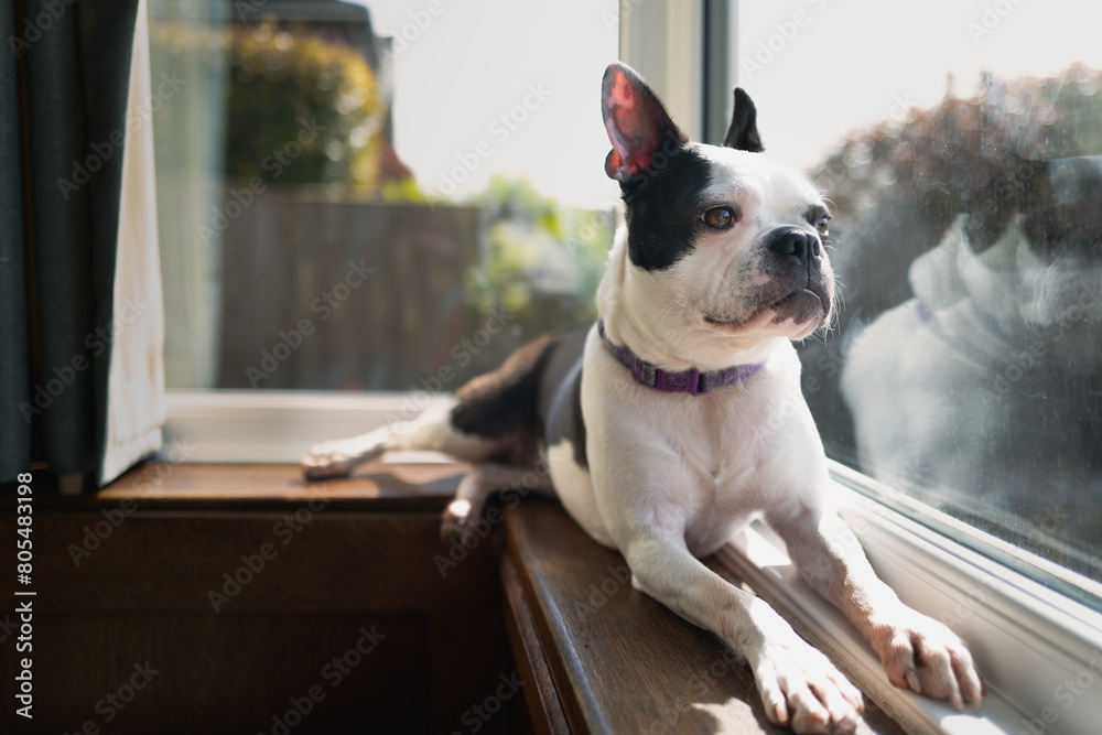 Wall mural boston terrier dog lying down on a windowsill of a bay window in the sunshine. she is looking out of