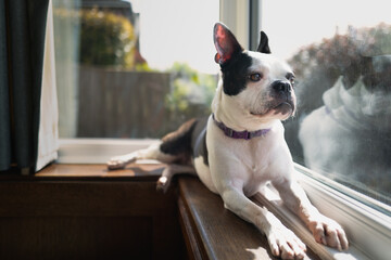 Boston Terrier dog lying down on a windowsill of a bay window in the sunshine. She is looking out...