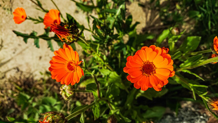 orange flowers in the garden