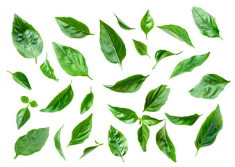 Scattered fresh green basil leaves isolated on transparent background