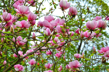 Bloomy magnolia tree