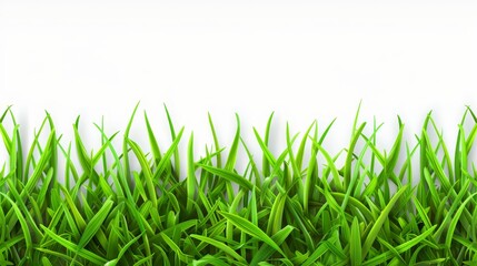   Close-up of green grass on white background Insert text or image here