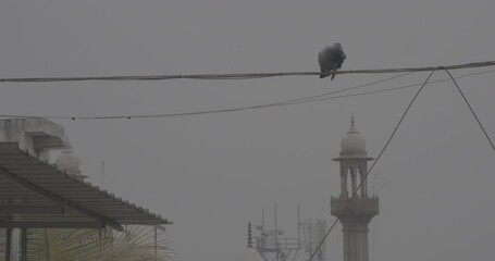 New Delhi, Delhi, India. Dove cleaning its feathers sitting on wire In cloudy morning. slow motion. Street tower mosque on background.