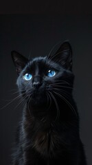   A tight shot of a black feline with piercing blue eyes and distinctive whiskers, gazing into the lens