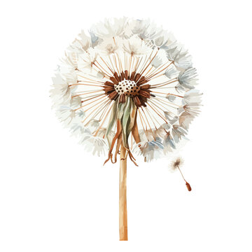 recommend clip art: Watercolor vector of Dandelion plant (Taraxacum officinale), isolated on a white background, and Dandelion vector