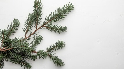   A pine tree branch against a pristine white backdrop Ideal for text or image overlays