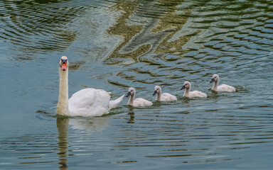 Swan with four goslings floating in formation on lake