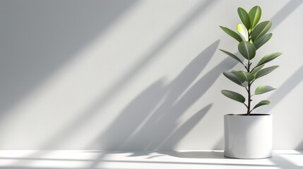   A green plant in a white pot on a pristine table Shadow of the nearby wall casts behind White wall serves as backdrop