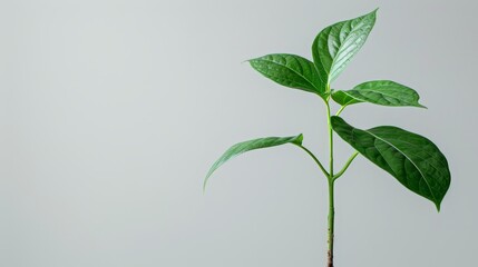   close-up image of a plant against a pristine white background, allowing ample room for overlaid text or an accompanying image