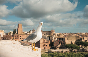 A seagull perched on a ledge overlooking a bustling city below, its feathers ruffled by the gentle...