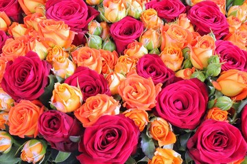 Natural fresh pink and peach orange roses, flowers pattern wallpaper. Close up roses bunch. Wedding...