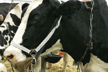 Cows on dairy farm. Cattle feeding with hay. Concept of farming and animal husbandry. Herd of cows eating hay cowshed in animal farm. Meat and milk industry. Organic production, sustainable lifestyle