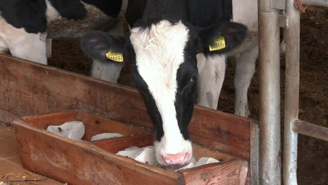 A cow licking salt stones in the barn. Simmental cattle.  Dairy farm, simmental cattle, feeding cows on farm. Cow licking salt
