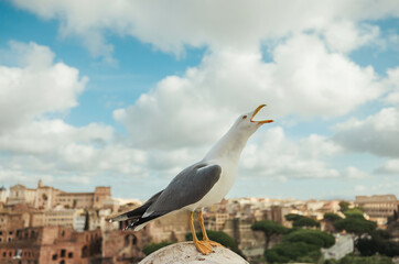 A regal seagull is gracefully perched on top of a rocky outcrop, with a bustling city skyline in...