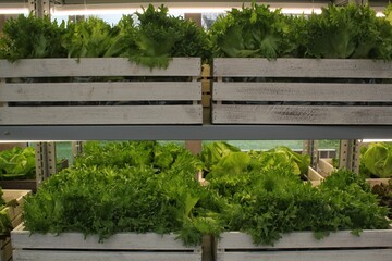 Close up of fresh organic hydroponic vegetable plantation produce cultivate farm in greenhouse....