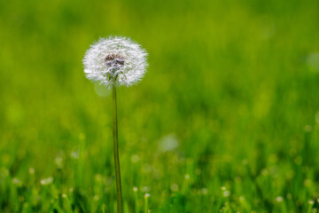 dandelion on green grass