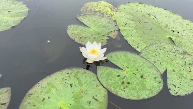 Ecological Disaster - A Lily in Dirty Water