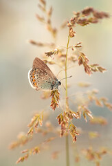 Motyl Modraszek Ikar na łące. 